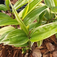 Disporum sessile 'Variegatum'